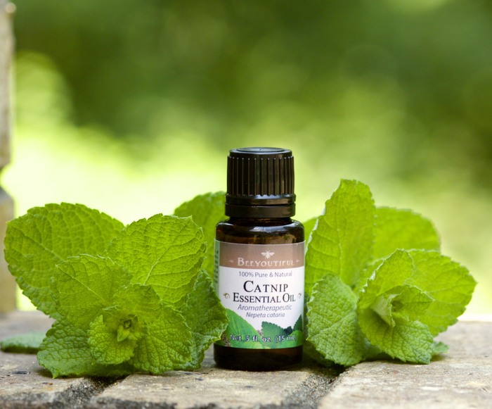 Catnip Essential Oil 15 ml